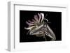 Privet Hawkmoth (Sphinx Ligustri) Feeding on Honeysuckle Flowers at Night. Devon, UK. June-Alex Hyde-Framed Photographic Print