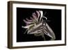 Privet Hawkmoth (Sphinx Ligustri) Feeding on Honeysuckle Flowers at Night. Devon, UK. June-Alex Hyde-Framed Photographic Print