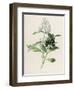 Privet-F. Edward Hulme-Framed Photographic Print