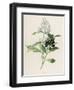 Privet-F. Edward Hulme-Framed Photographic Print