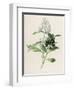 Privet-F. Edward Hulme-Framed Photographic Print