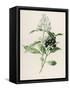 Privet-F. Edward Hulme-Framed Stretched Canvas