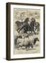 Prize Animals at the Royal Agricultural Society's International Exhibition at Kilburn-Samuel John Carter-Framed Giclee Print