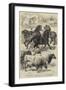 Prize Animals at the Royal Agricultural Society's International Exhibition at Kilburn-Samuel John Carter-Framed Giclee Print