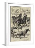 Prize Animals at the Royal Agricultural Society's International Exhibition at Kilburn-Samuel John Carter-Framed Giclee Print