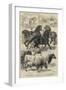 Prize Animals at the Royal Agricultural Society's International Exhibition at Kilburn-Samuel John Carter-Framed Giclee Print