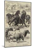 Prize Animals at the Royal Agricultural Society's International Exhibition at Kilburn-Samuel John Carter-Mounted Giclee Print