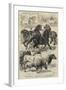 Prize Animals at the Royal Agricultural Society's International Exhibition at Kilburn-Samuel John Carter-Framed Giclee Print