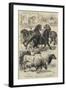 Prize Animals at the Royal Agricultural Society's International Exhibition at Kilburn-Samuel John Carter-Framed Giclee Print