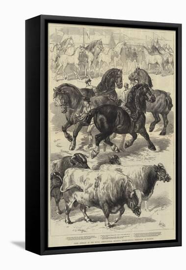 Prize Animals at the Royal Agricultural Society's International Exhibition at Kilburn-Samuel John Carter-Framed Stretched Canvas