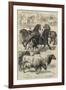 Prize Animals at the Royal Agricultural Society's International Exhibition at Kilburn-Samuel John Carter-Framed Giclee Print