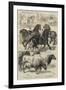 Prize Animals at the Royal Agricultural Society's International Exhibition at Kilburn-Samuel John Carter-Framed Giclee Print