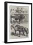 Prize Animals at the Royal Agricultural Society's Show at Leeds-Harrison William Weir-Framed Giclee Print