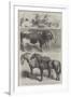 Prize Animals at the Royal Agricultural Society's Show at Leeds-Harrison William Weir-Framed Giclee Print