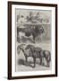 Prize Animals at the Royal Agricultural Society's Show at Leeds-Harrison William Weir-Framed Giclee Print