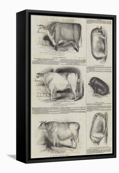 Prize Animals at the Royal Society of England Meeting at Derby-null-Framed Stretched Canvas