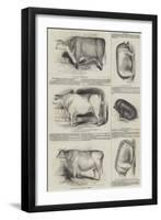 Prize Animals at the Royal Society of England Meeting at Derby-null-Framed Giclee Print