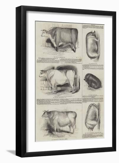 Prize Animals at the Royal Society of England Meeting at Derby-null-Framed Giclee Print