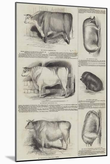 Prize Animals at the Royal Society of England Meeting at Derby-null-Mounted Giclee Print