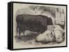 Prize Animals at the Smithfield Club Cattle Show-Samuel John Carter-Framed Stretched Canvas