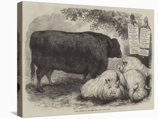 Prize Animals at the Smithfield Club Cattle Show-Samuel John Carter-Stretched Canvas