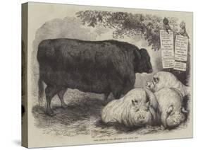 Prize Animals at the Smithfield Club Cattle Show-Samuel John Carter-Stretched Canvas