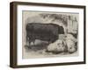 Prize Animals at the Smithfield Club Cattle Show-Samuel John Carter-Framed Giclee Print