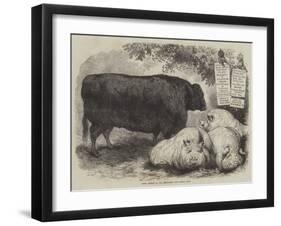 Prize Animals at the Smithfield Club Cattle Show-Samuel John Carter-Framed Giclee Print