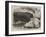 Prize Animals at the Smithfield Club Cattle Show-Samuel John Carter-Framed Giclee Print