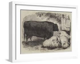 Prize Animals at the Smithfield Club Cattle Show-Samuel John Carter-Framed Giclee Print