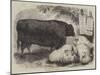 Prize Animals at the Smithfield Club Cattle Show-Samuel John Carter-Mounted Giclee Print