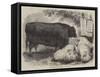 Prize Animals at the Smithfield Club Cattle Show-Samuel John Carter-Framed Stretched Canvas