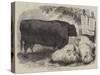 Prize Animals at the Smithfield Club Cattle Show-Samuel John Carter-Stretched Canvas