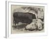 Prize Animals at the Smithfield Club Cattle Show-Samuel John Carter-Framed Giclee Print