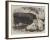 Prize Animals at the Smithfield Club Cattle Show-Samuel John Carter-Framed Giclee Print