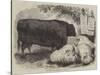 Prize Animals at the Smithfield Club Cattle Show-Samuel John Carter-Stretched Canvas