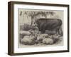 Prize Animals at the Smithfield Club Cattle Show-Samuel John Carter-Framed Giclee Print