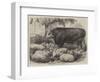 Prize Animals at the Smithfield Club Cattle Show-Samuel John Carter-Framed Giclee Print