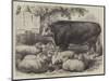 Prize Animals at the Smithfield Club Cattle Show-Samuel John Carter-Mounted Giclee Print