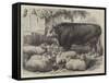 Prize Animals at the Smithfield Club Cattle Show-Samuel John Carter-Framed Stretched Canvas