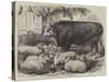 Prize Animals at the Smithfield Club Cattle Show-Samuel John Carter-Stretched Canvas