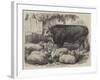 Prize Animals at the Smithfield Club Cattle Show-Samuel John Carter-Framed Giclee Print