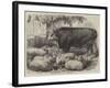 Prize Animals at the Smithfield Club Cattle Show-Samuel John Carter-Framed Giclee Print