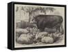 Prize Animals at the Smithfield Club Cattle Show-Samuel John Carter-Framed Stretched Canvas