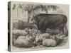 Prize Animals at the Smithfield Club Cattle Show-Samuel John Carter-Stretched Canvas