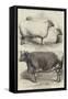 Prize Animals at the Smithfield Club Cattle Show-Harrison William Weir-Framed Stretched Canvas