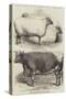 Prize Animals at the Smithfield Club Cattle Show-Harrison William Weir-Stretched Canvas