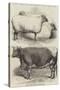 Prize Animals at the Smithfield Club Cattle Show-Harrison William Weir-Stretched Canvas