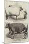 Prize Animals at the Smithfield Club Cattle Show-Harrison William Weir-Mounted Giclee Print