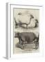 Prize Animals at the Smithfield Club Cattle Show-Harrison William Weir-Framed Giclee Print